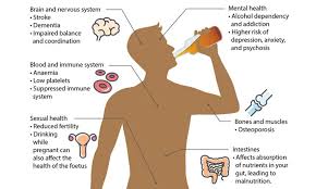 What Organ Does Alcohol Affect